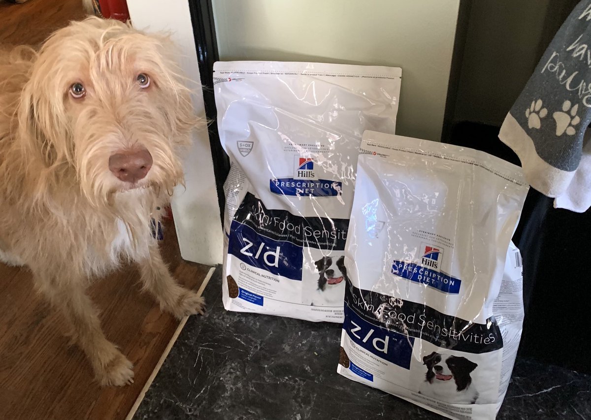 TheHerdHouse's tweet photo. Owen: My dr scored me the good stuff!!! I love it! 

@HillsPet #ScienceDiet #hydrolyzed #dogsoftwitter https://t.co/8BsdaxA8Jp