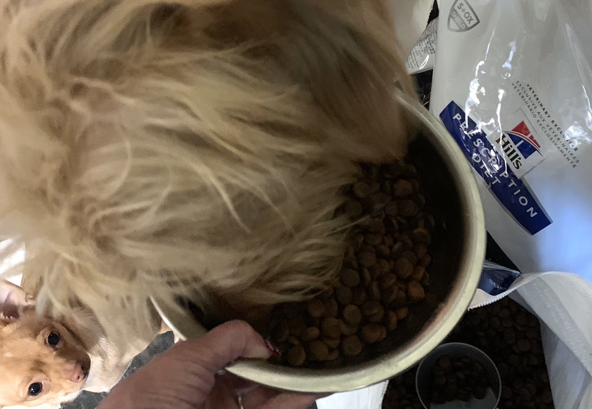 TheHerdHouse's tweet photo. Owen: My dr scored me the good stuff!!! I love it! 

@HillsPet #ScienceDiet #hydrolyzed #dogsoftwitter https://t.co/8BsdaxA8Jp