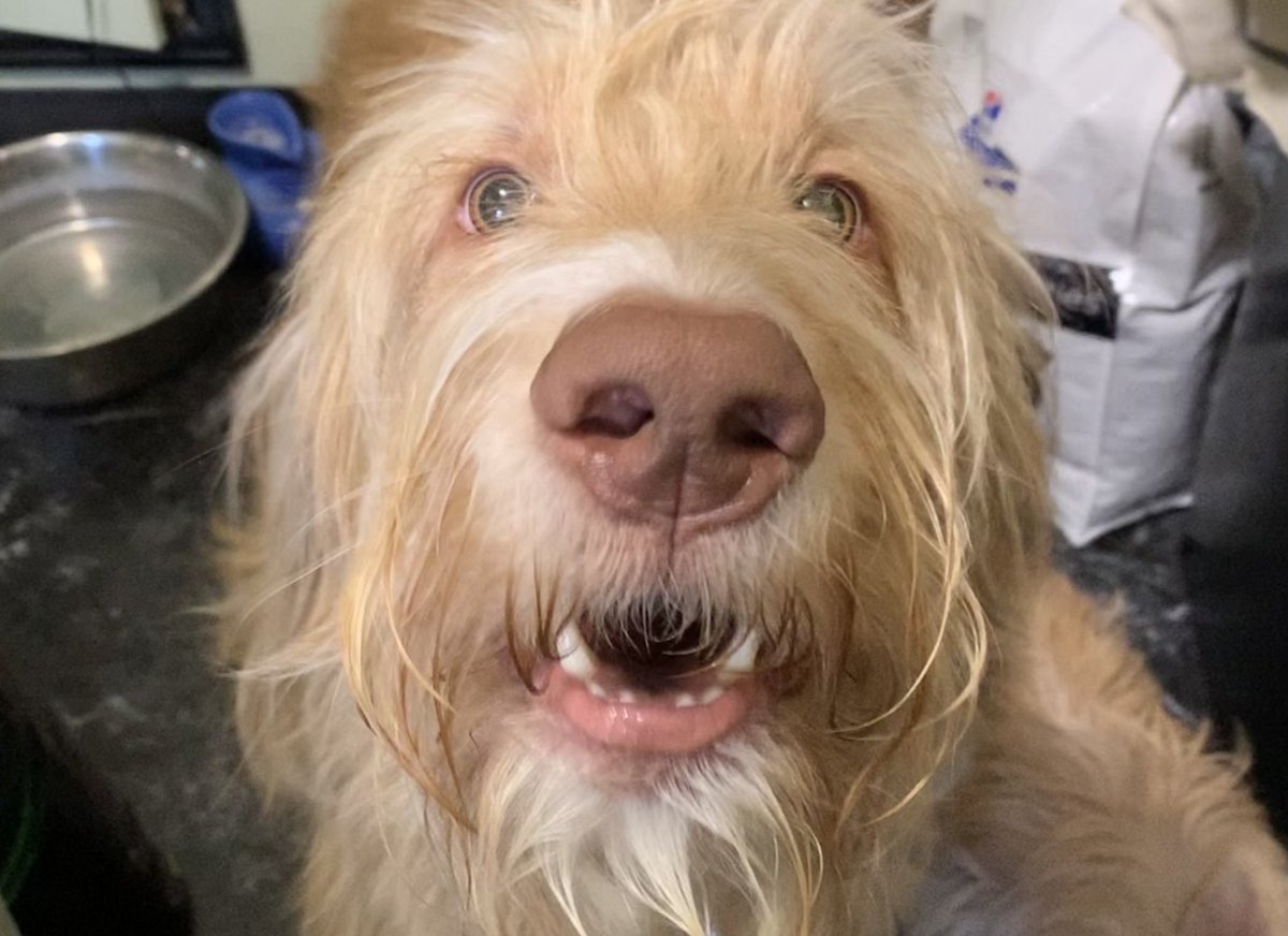 TheHerdHouse's tweet photo. Owen: My dr scored me the good stuff!!! I love it! 

@HillsPet #ScienceDiet #hydrolyzed #dogsoftwitter https://t.co/8BsdaxA8Jp