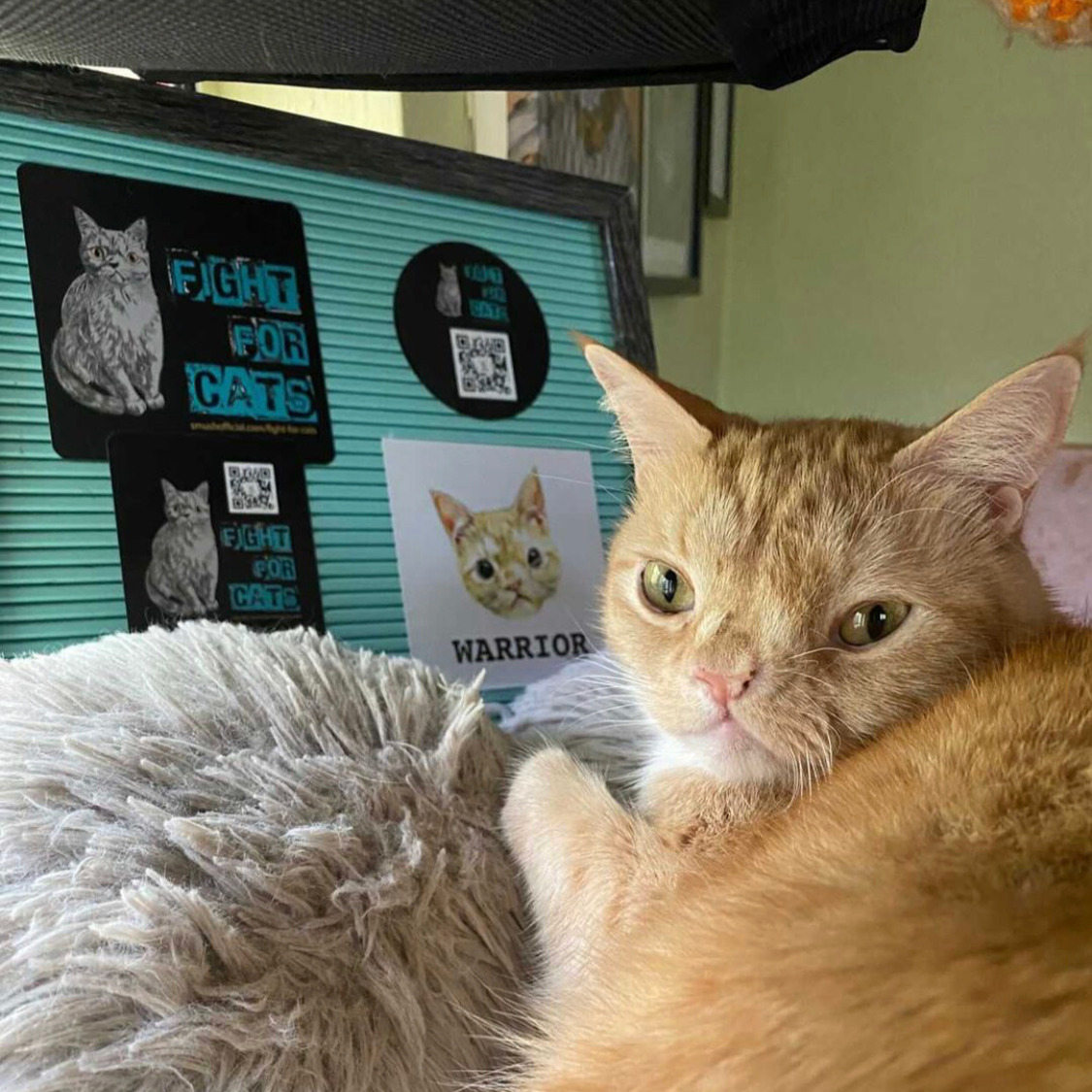 fourpawsAU's tweet photo. Introducing #FightForCatsFriday, where we highlight our work to rescue #cats from the #catmeattrade.
With an estimated 30 million animals killed per year, FOUR PAWS and #FightForCats partner Smush are united to #ProtectMillions from the #DogCatMeatTrade.
#animalwelfare https://t.co/8sAk2qpL2j