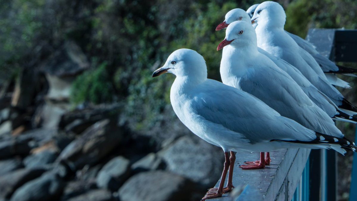 newtheatre's tweet photo. Entries have now closed for THE SILVER GULL PLAY AWARD. With over 50 submissions, the judging panel will spend the next few weeks reading and assessing, with the shortlist announced late October/early November. 
Stay tuned! https://t.co/MTgB5ZqjWy
Photo Joy Minter https://t.co/y2DtAZNN0i