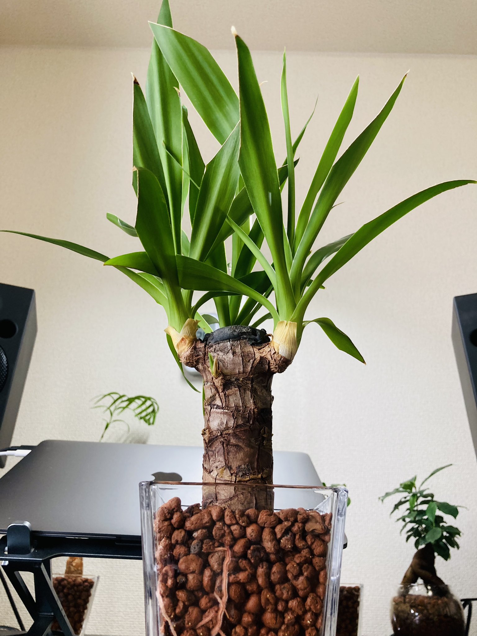 引取り限定⭐︎足立区 青年の木 ユッカ 観葉植物 木【値下げ】