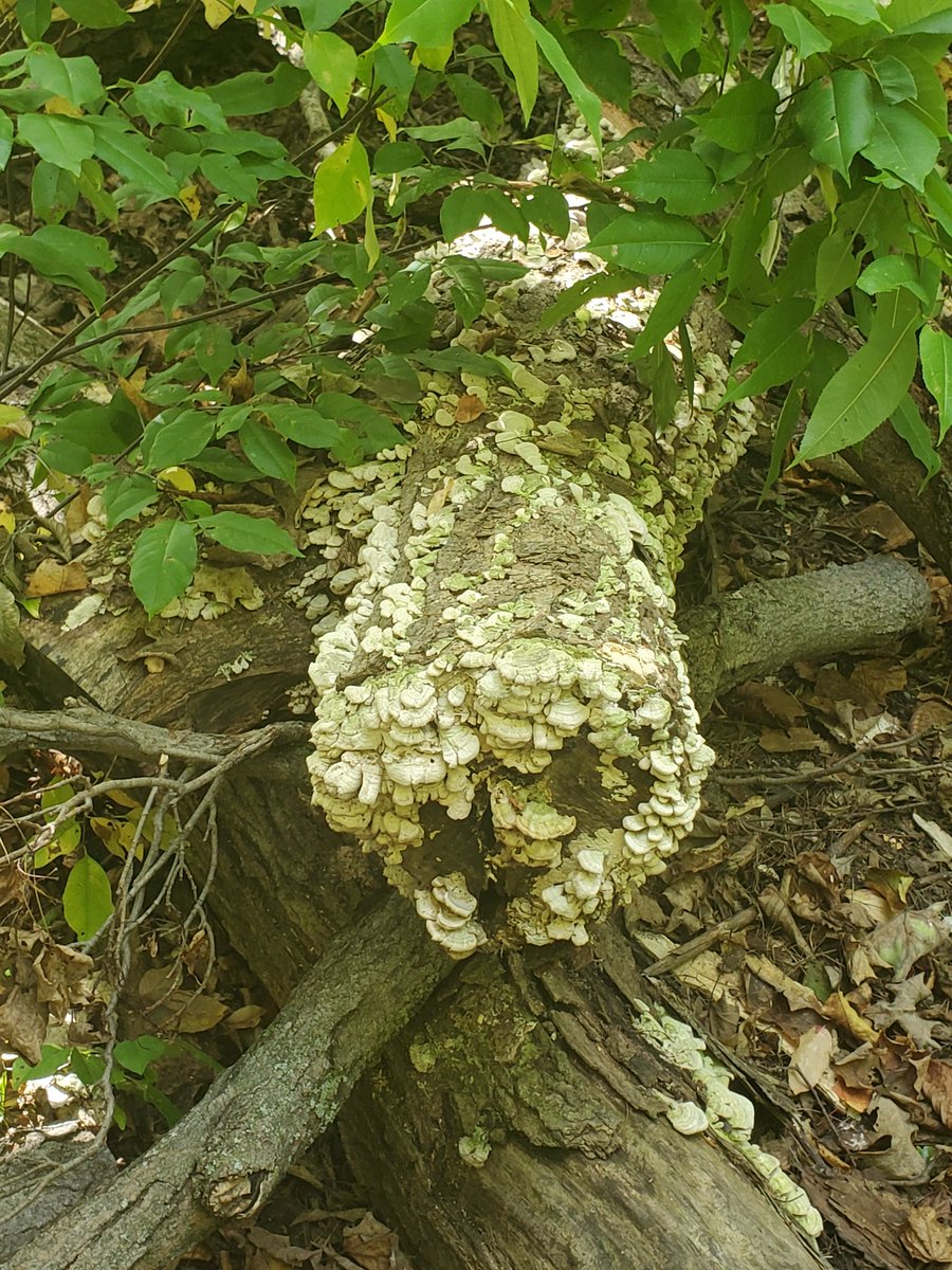 Sabrina Renaud (@sabrinarenaud5) on Twitter photo 