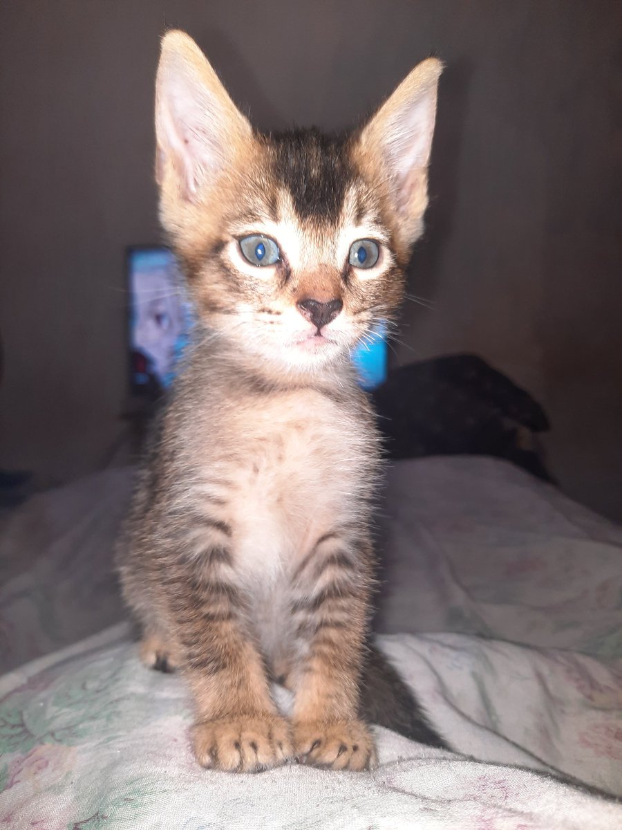 Jackieeeaw's tweet photo. Ahí 🐱⭐ #Michi #GATITO ❤️ https://t.co/pLkjI8xCta