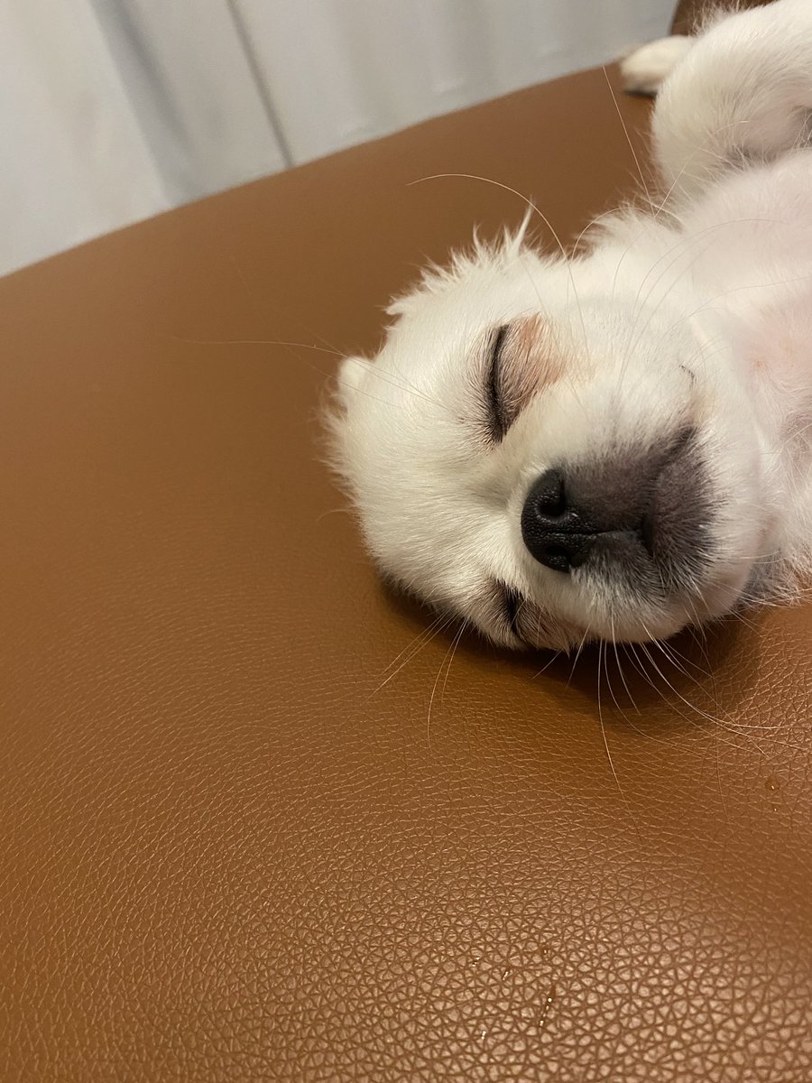 チワペキ Twitter Search