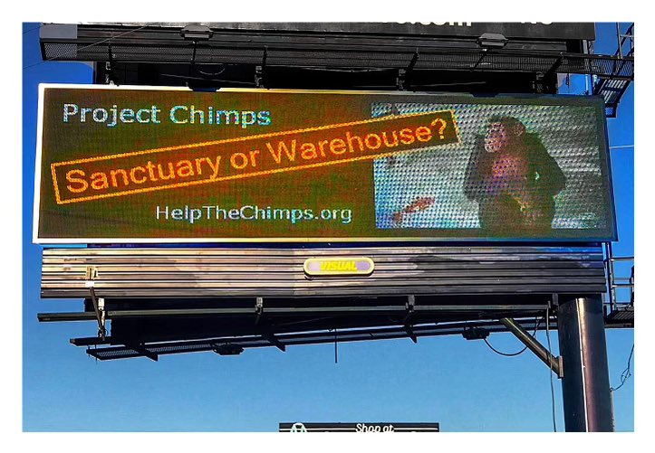 ICYMI…this well placed billboard greets visitors to the HSUS facility, Project Chimps, asking the question, SANCTUARY OR WAREHOUSE? Until the chimps get daily outdoor access instead of once every 3 days, we think it’s the latter. #chimpsdeservebetter