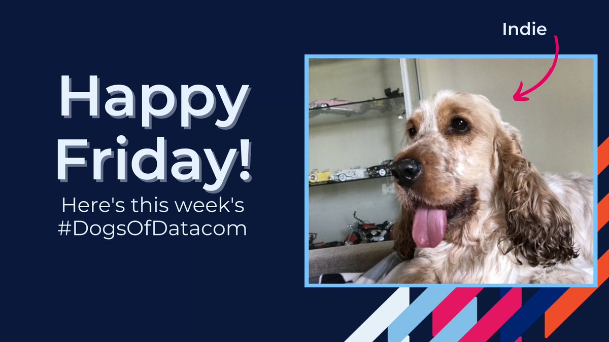 Datacom's tweet photo. To perk up the end of the work week, meet adorable Indie, who is this week’s #DogsOfDatacom #PetsOfDatacom https://t.co/kxU2nqxoGr