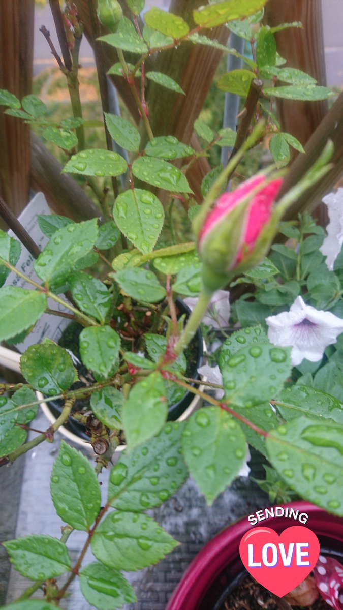 MARY_AD685's tweet photo. 💫💖💫
#Thanks4All #Flowers
#MerciLaVie #LifeIsBeautuful
#NaturePhotography #Roses
#MesPetitsBonheurs #NatureLovers #Fleurs #GoodMorningTwitterWorld https://t.co/bzQBeGuAPp