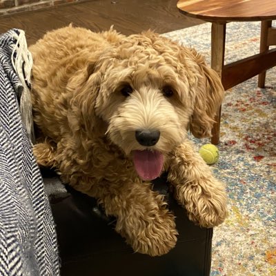 Ruby_RedPanda's tweet image. #NewProfilePic