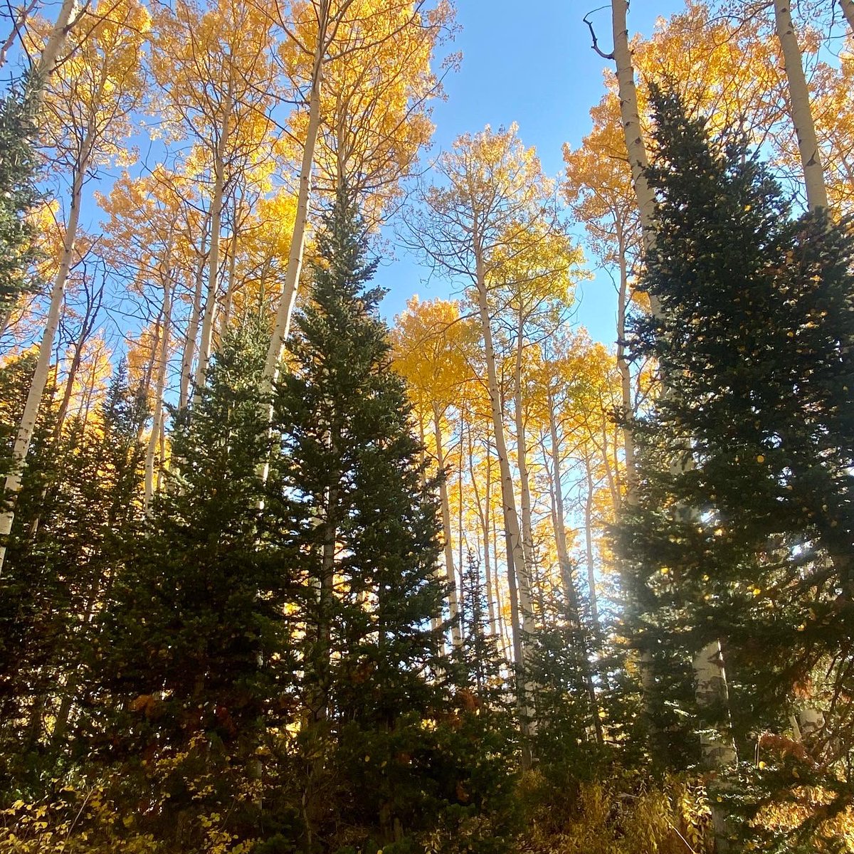 Rangersgal4's tweet photo. No big deal. Just a solo hike to see Fall settling in nicely in #bigcottonwoodcanyon today.  Crisp air, blue skies, still reflections in the water and leaves starting to show off their colors. 🤩
#hikeutah #girlswhohike #beUTAHful #fallishere https://t.co/ORCzUImqBK
