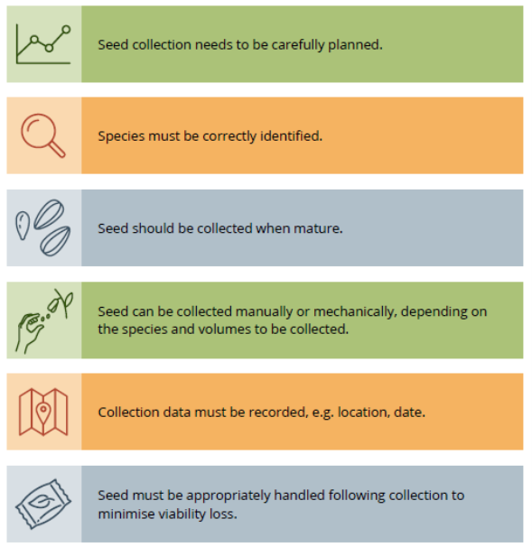 ANPlantC's tweet photo. Need information on how to collect #seeds? The #Florabank Guidelines resource gives handy hints on planning collecting trips, when and how much to collect, as well as methods and equipment. https://t.co/ArYoKJJArv https://t.co/TEU74oRgdZ