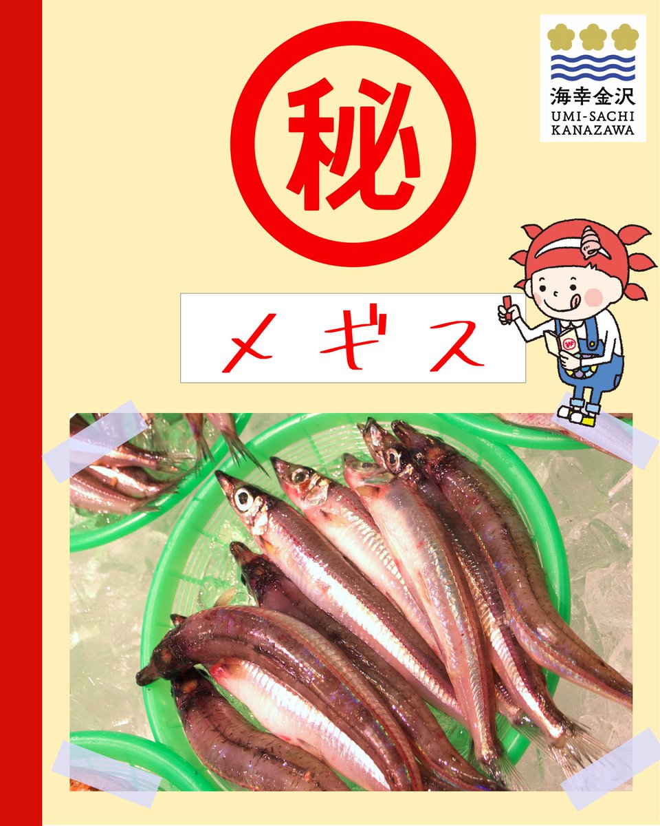 さかなざわ さちこ 公式 ちなみにメギスは石川県の呼び方で 正式名はニギス キスに似とるからやって 禁漁期以外はどの季節でも獲れて お店にも安く並ぶ庶民の味方 クセのないお味でいろんな食べ方できるから のレシピ集を参考にぜひ作っ
