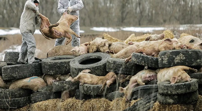 Gb_Russian's tweet photo. African Swine Fever is NO JOKE……. Join us at 6:15 am on Power 106…. https://t.co/6DC7e8xGRq