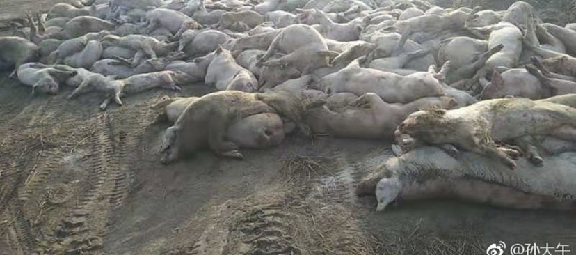 Gb_Russian's tweet photo. African Swine Fever is NO JOKE……. Join us at 6:15 am on Power 106…. https://t.co/6DC7e8xGRq