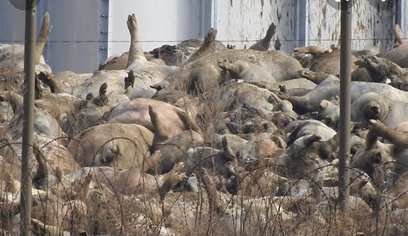 Gb_Russian's tweet photo. African Swine Fever is NO JOKE……. Join us at 6:15 am on Power 106…. https://t.co/6DC7e8xGRq
