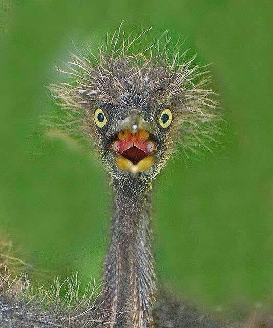 RussellAbrams80's tweet photo. For everyone that loves birds

#photography #Birds #RussellAbrams https://t.co/MtlWrixyKe