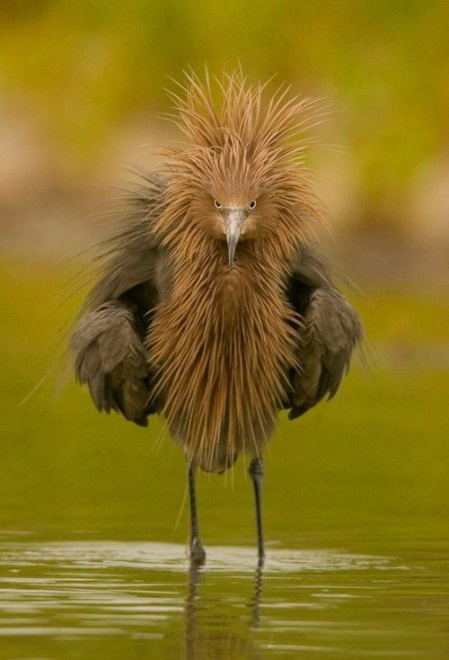 RussellAbrams80's tweet photo. For everyone that loves birds

#photography #Birds #RussellAbrams https://t.co/MtlWrixyKe