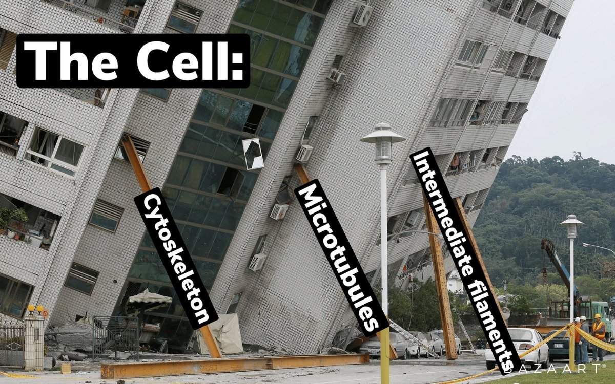 cytoskel4U's tweet photo. Don’t worry, I got this.💪💪#CellvilleAllen2021 https://t.co/Lzlw4I4tBe