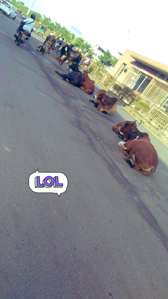 HitJasoliya's tweet photo. આખલાવો ગૌચર જમીનો ખાય ગયા ?
આજે જેને માતા કહે તે રોડે રખડે તંત્ર ઘોર નિંદ્રામાં ? 
@CommissionerSMC @dgpgujarat @collectorsurat @CMOGuj @PoliceSurat @Bhupendrapbjp @GujaratPolice @vdzalavadiya 
સ્થળ:કામરેજ સરથા��ા રોડ. https://t.co/VZXOYXMZIL