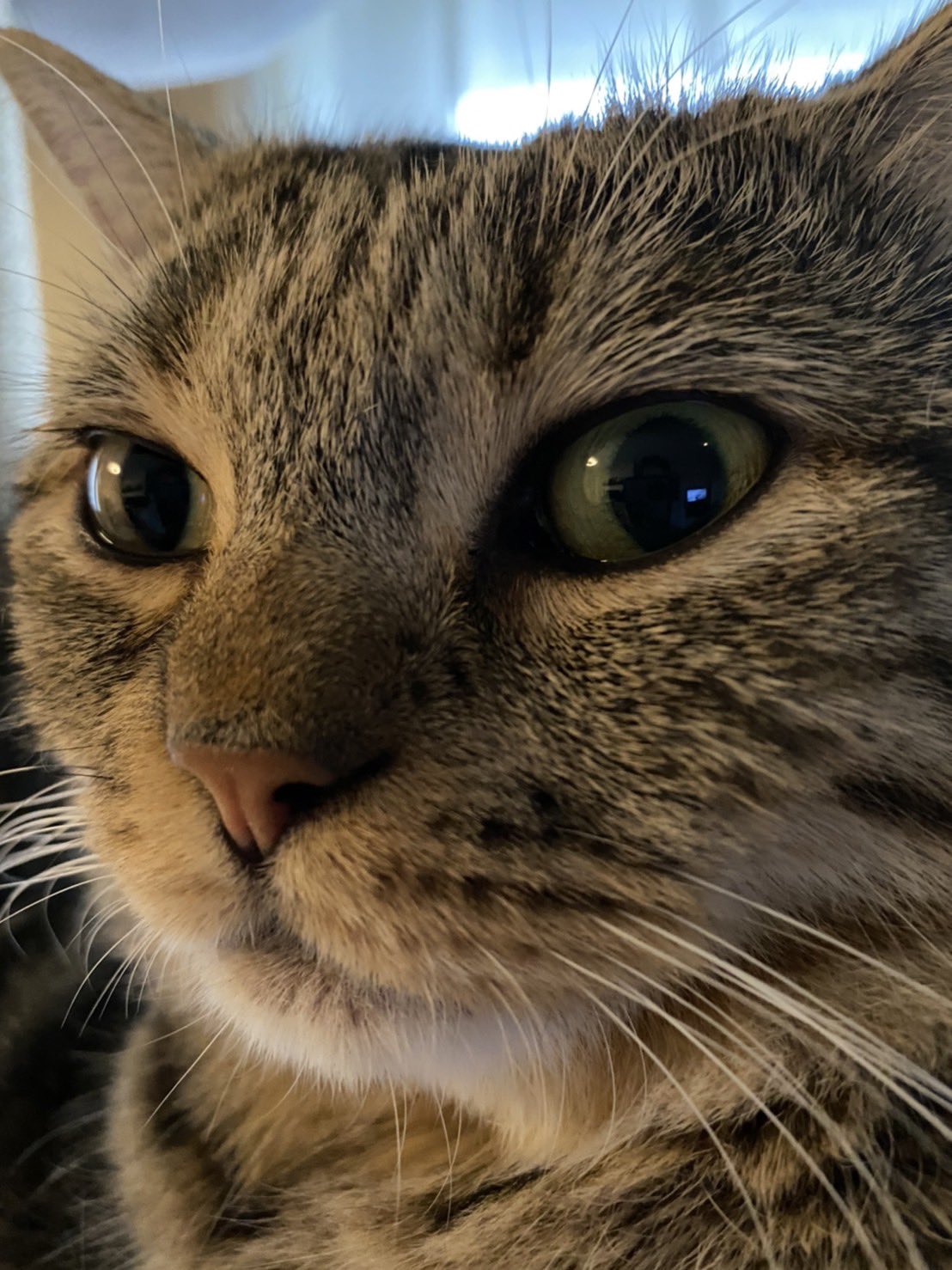 Junjun キリッ ねこ ねこ部 猫 短足マンチカン 短足まんちかん まんちかん マンチカン まんたろー Cat Munchkin マンチカン短足 猫好きさんと繋がりたい T Co M7rhvs1fdf Twitter