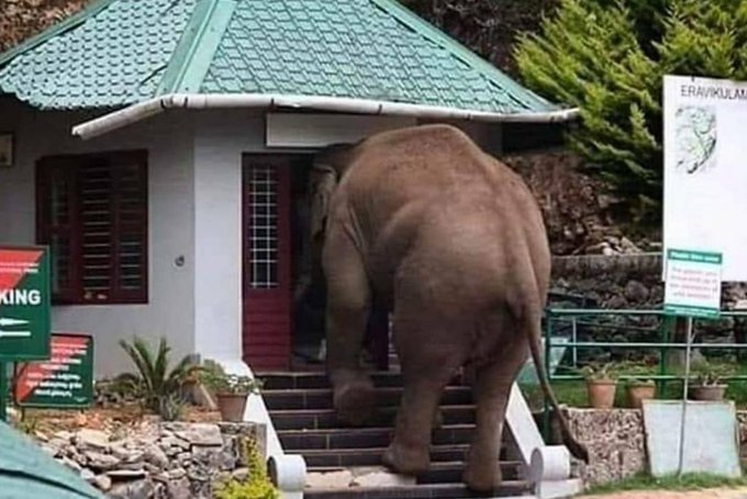 An elephant was summoned to visit the police station in Kerala. Possibly got sec 41A notice in a #498A case...🤔