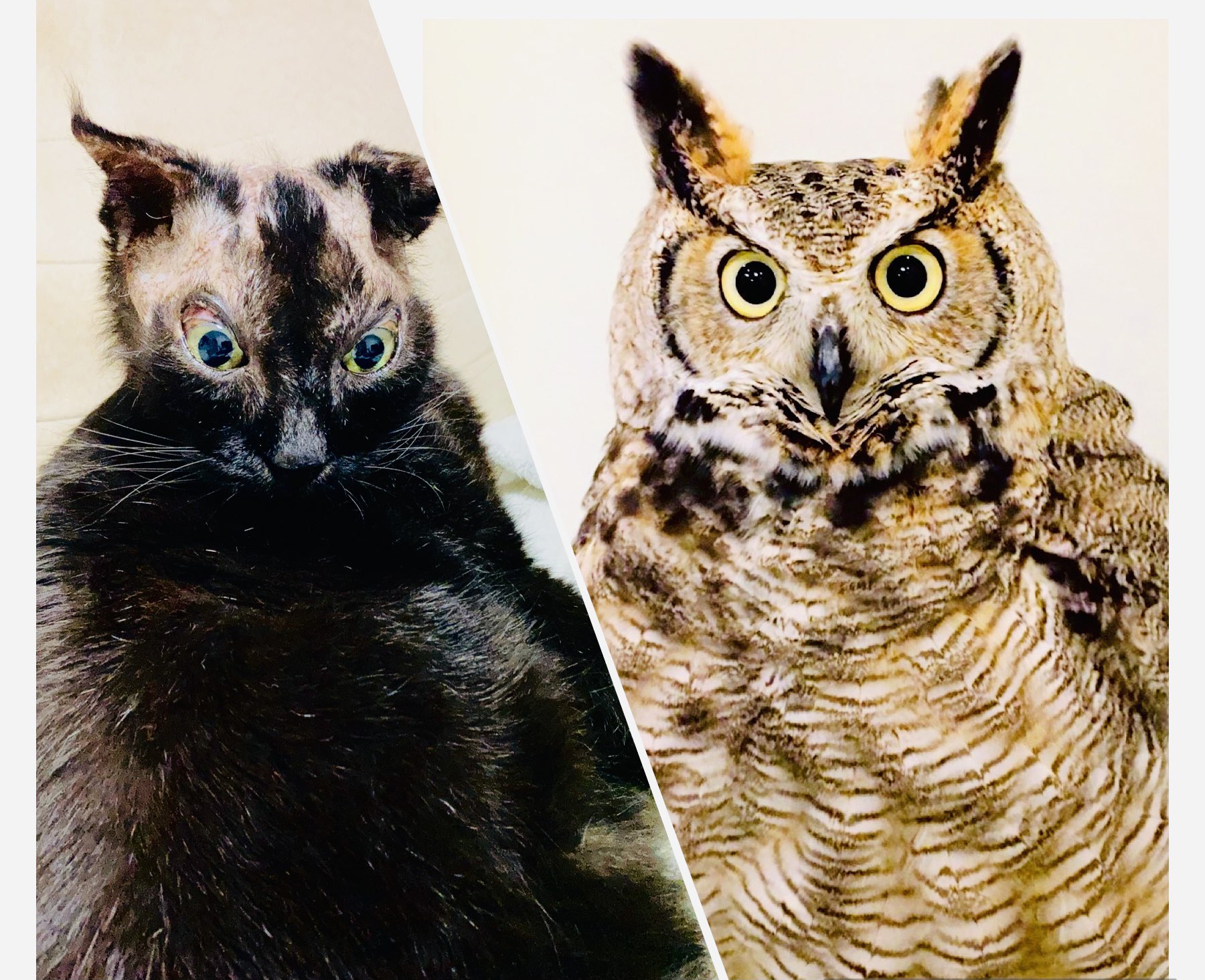 Yamamoto Mogu ミミズクに激似の アバちゃん 前世はミミズク 黒猫 保護猫 アバター ミミズク T Co 3tvkuptoif Twitter