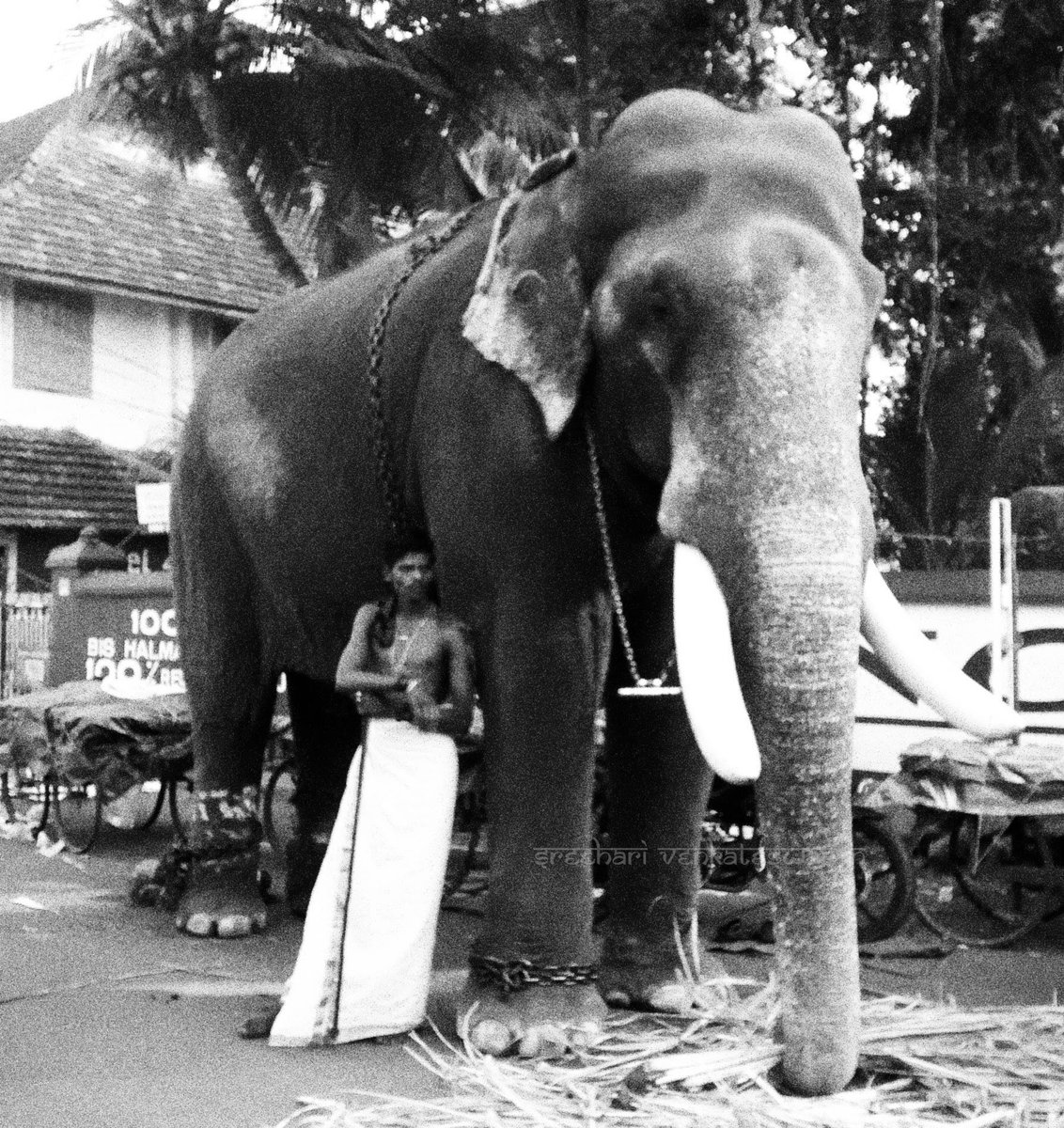 harisree_18's tweet photo. Pambady Rajan... Recreating the vintage frame
.
#elephantportrait
#sreepoornathrayeesatemple
https://t.co/XvDimpl4mZ https://t.co/pEpYcu6U0G