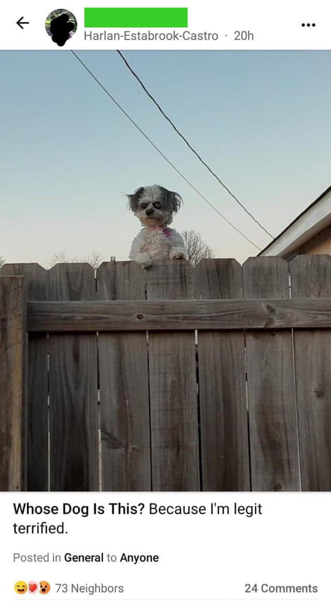 best-of-nextdoor-on-twitter-whose-dog-is-this-https-t-co