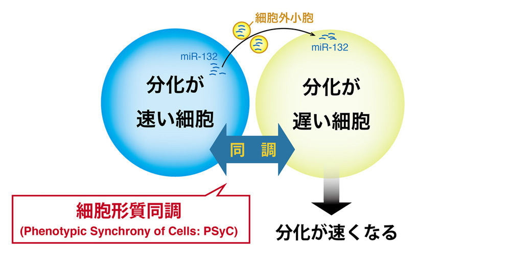 CiRA_KU_J's tweet image. CiRAの皆川朋皓特定研究員と山下潤教授らの研究グループは、マウスの #ES細胞 を用いた研究により、#細胞外小胞 が細胞の分化を同調させる現象を発見しました。本成果は9月17 日に「Journal of Extracellular Vesicles」でオンライン公開されました。
cira.kyoto-u.ac.jp/j/pressrelease…
