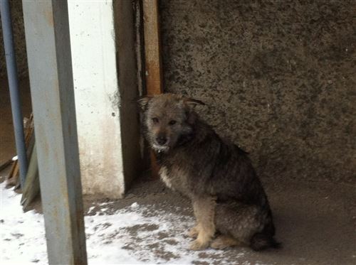 iamproffi's tweet image. Зашла в наши городские паблики посмотреть, кто может помочь пристроить бездомышей.
Мама дорогая! Лучше бы не заходила - вселенная криков о помощи.Породистые, беспородные, объединенные одним горем: брошенные и никому ненужные.
А зима уже близко...😧
#бездомныеживотные #Красноярск