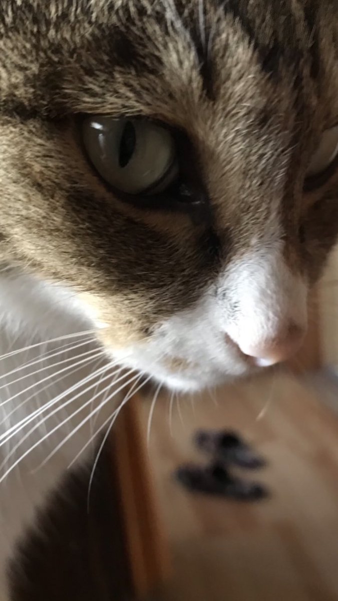 YRj1W89MwOAwWjK's tweet photo. イケメン風だけど女の子ですにゃ😻

#猫 
#猫のいる生活 
#猫がいる幸せ 
#シマホネコダスケ 
#シマホイヌダスケ 
#ピュリナと一緒に https://t.co/3IhuQ9zWlJ