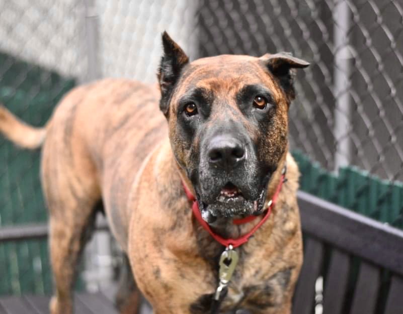 PERFECT GIRL LAYLA #125322 DIES SATURDAY BECAUSE OF ‘HOUSING.'. A sweet and gentle 4 year old who’s great with dogs and kids, she now needs surgery to amputate her paw. Instead they'll kill her. Save her with pledges via <a href="/TomJumboGrumbo/">Keith Olbermann's Dogs</a> PLEASE RT LAYLA! facebook.com/mldsavingnycdo…