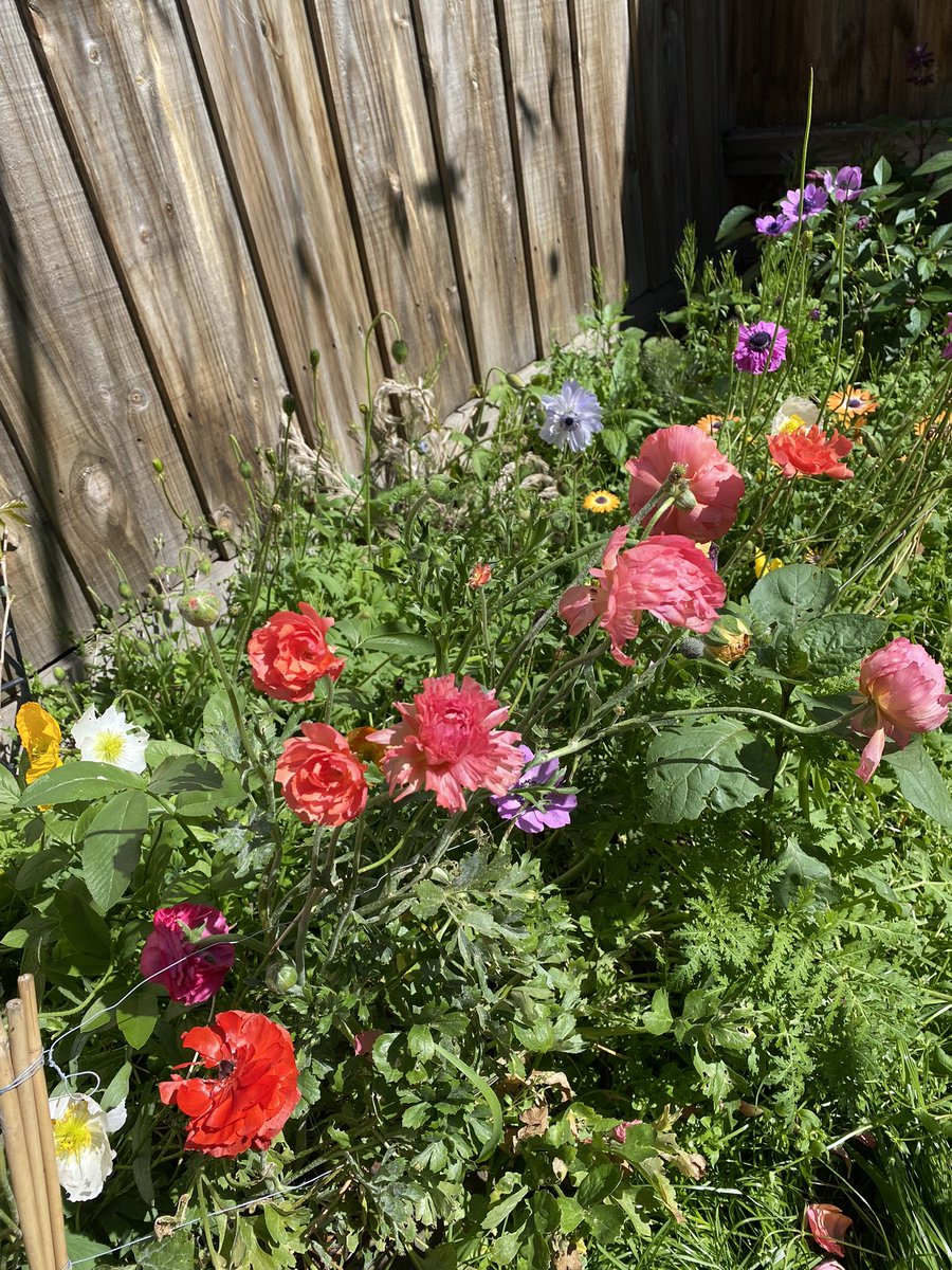 Ariana Dickey tweet media