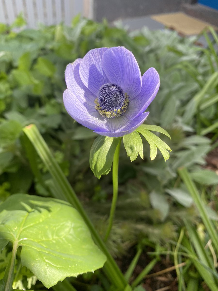 Ariana Dickey tweet media