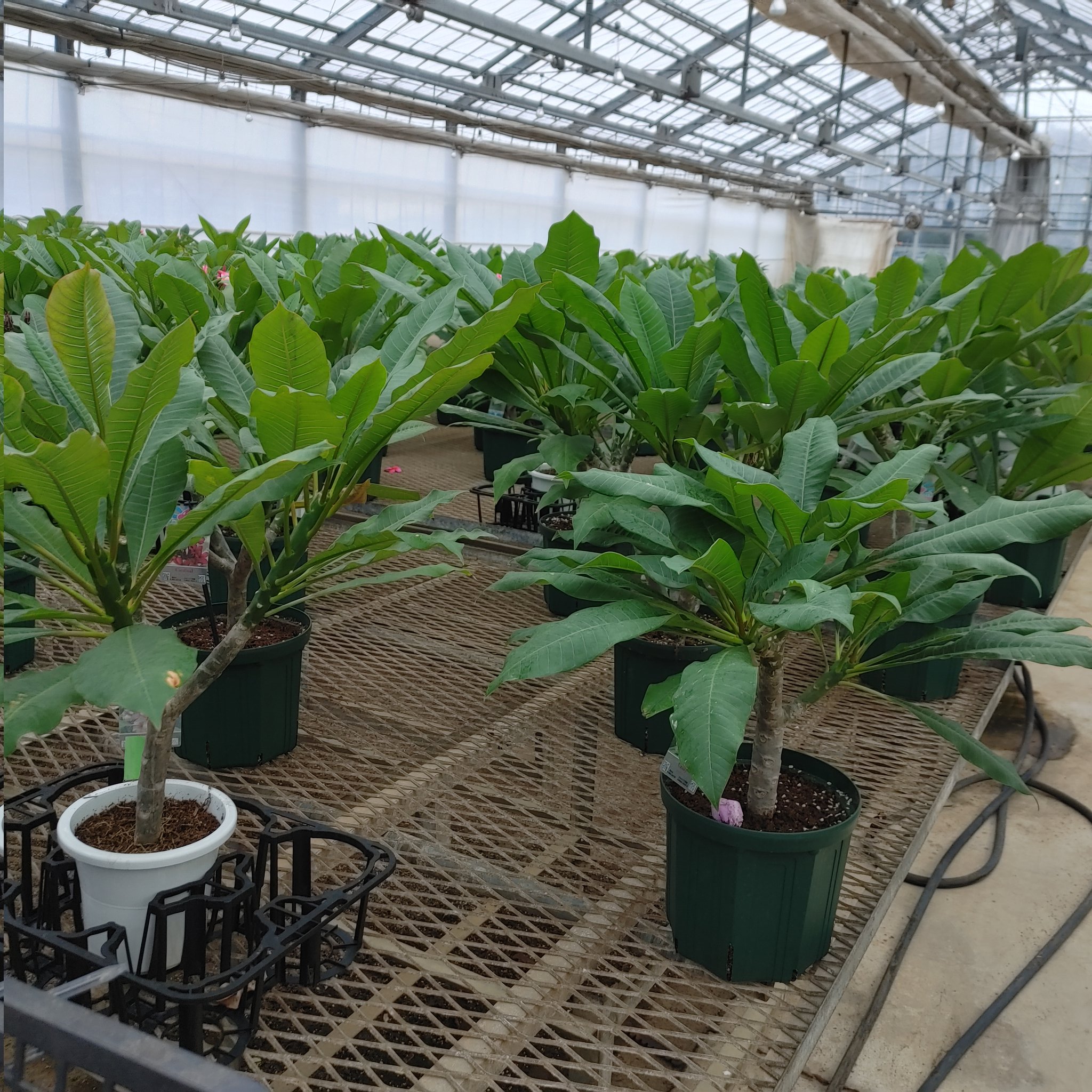 708plants 708plants Twitter