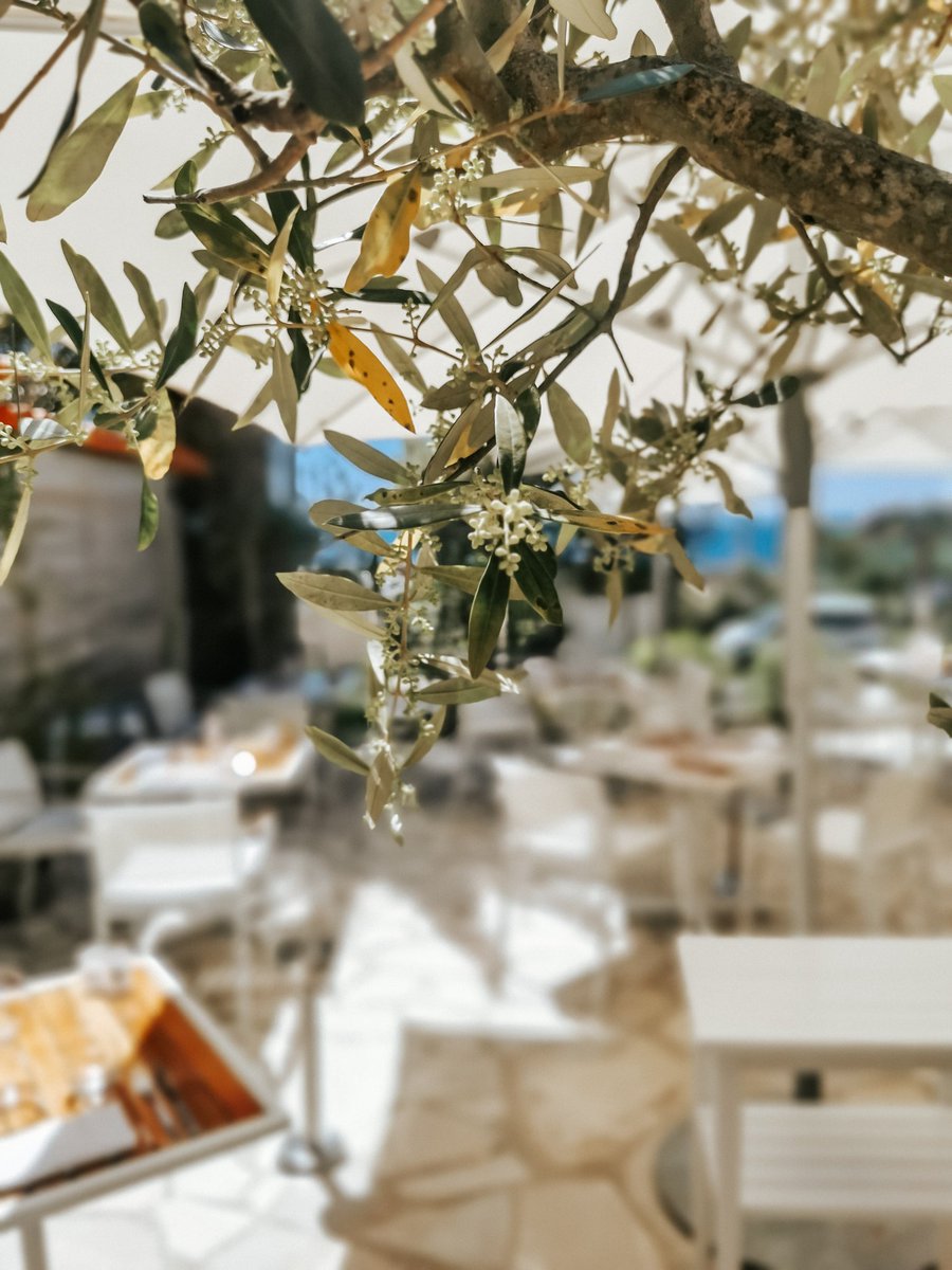 L'automne <a href="/OtTheoule/">office de tourisme</a> débarque aujourd'hui dans vos assiettes et pour tout le mois d'octobre 😋 les restaurants et menus à découvrir ici :
riviera-city-guide.com/automne-a-theo…

#theoulesurmer #cotedazurfrance #gastronomie