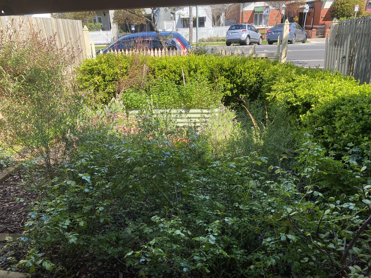 peely76's tweet photo. #MelbourneLockdown6 Friday Lunch: sashimi staring at #TRAC #clarry #maxxy & #kozzy
.@melbournefc The Dees emblem paint on the fence & banner are not coming down for a while yet…😈
Front garden bliss. https://t.co/dsITVQJpNd