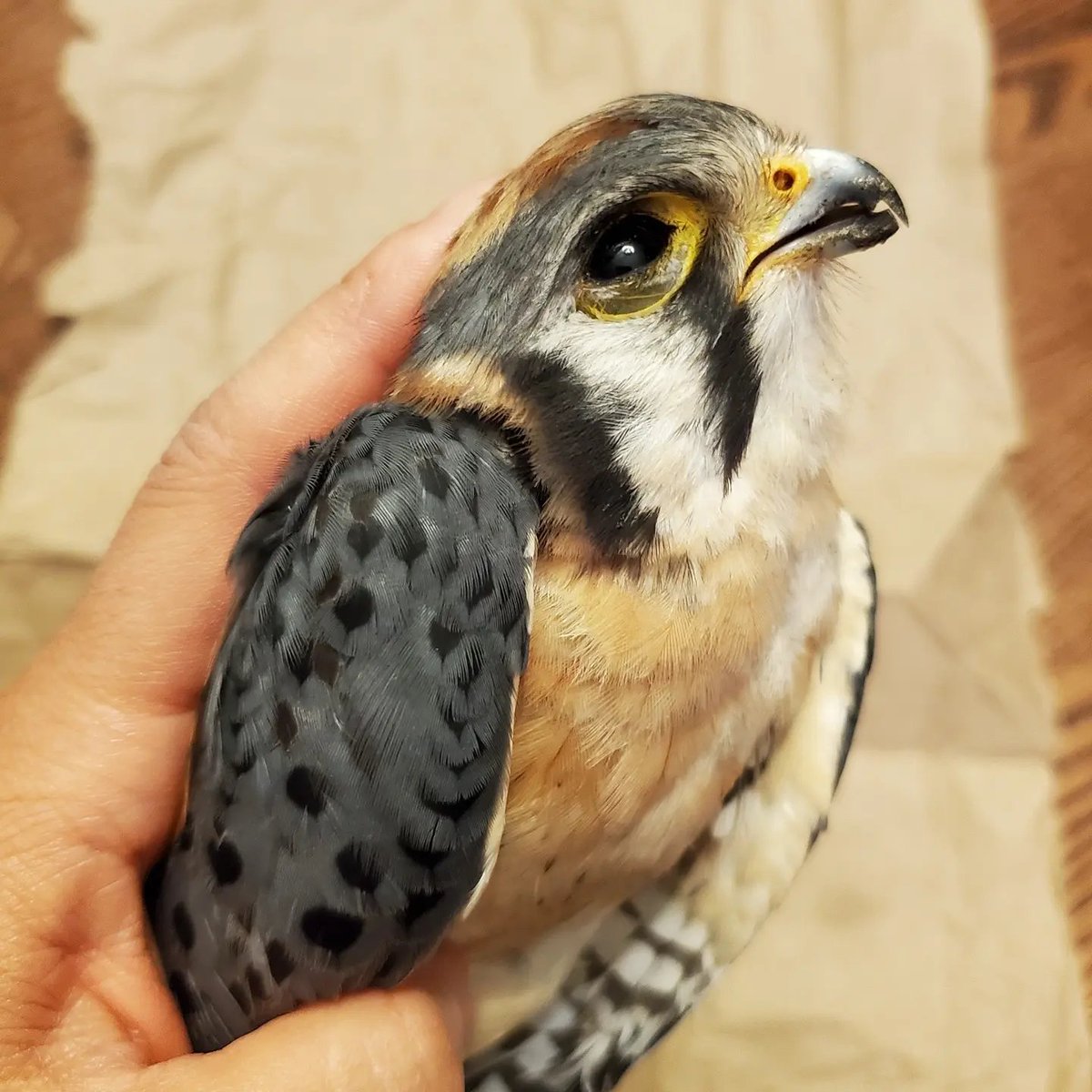 savebirdsto's tweet photo. #GlobalBirdRescue Sad to see American Keatrel perished in Toronto https://t.co/fwNEeNdf0V
