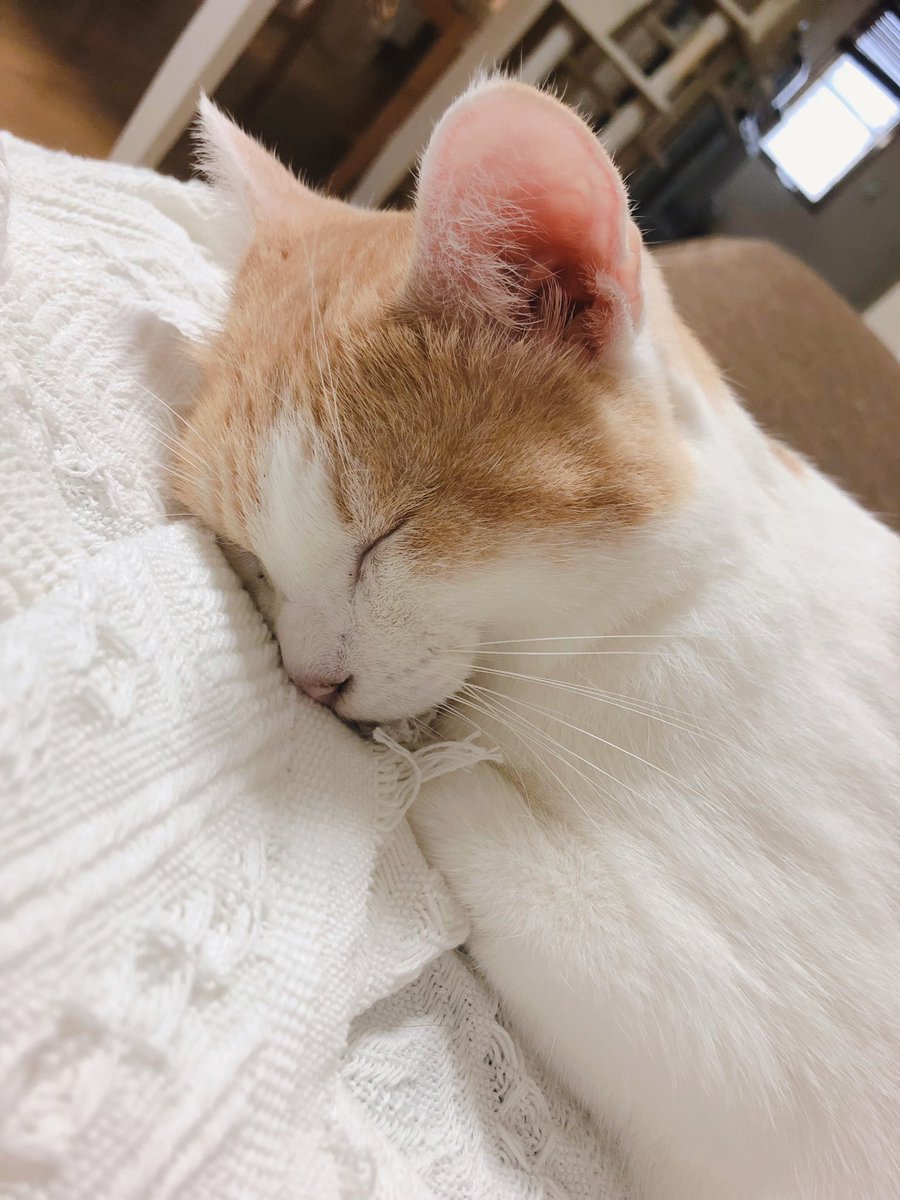 癒し系 Twitter Search