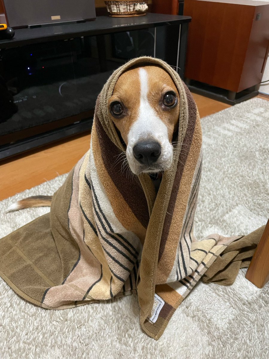 Merlot’s Hitchcock “Psycho” shower scene moment...🐶🚿
苦手なシャワー頑張ったね😌
#beagle #ビーグル #hitchcock #shower #dog
