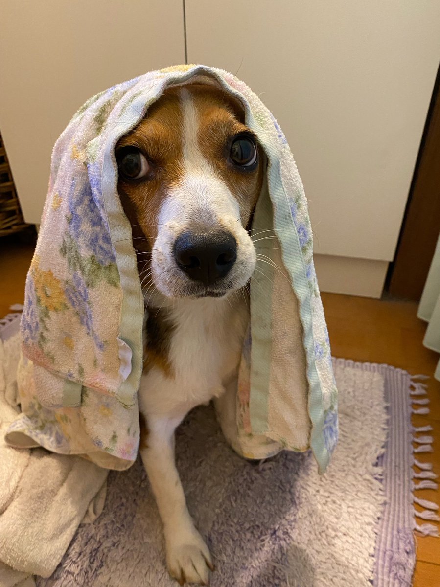 MerlotBeagle's tweet photo. Merlot’s Hitchcock “Psycho” shower scene moment...🐶🚿
苦手なシャワー頑張ったね😌
#beagle #ビーグル #hitchcock #shower #dog https://t.co/TSXFCwgqEZ