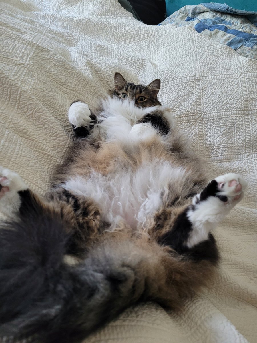 Reilly_E_Leeds's tweet photo. @EmmettComix Have a chonky floof :3 https://t.co/8Q5rlwQjth