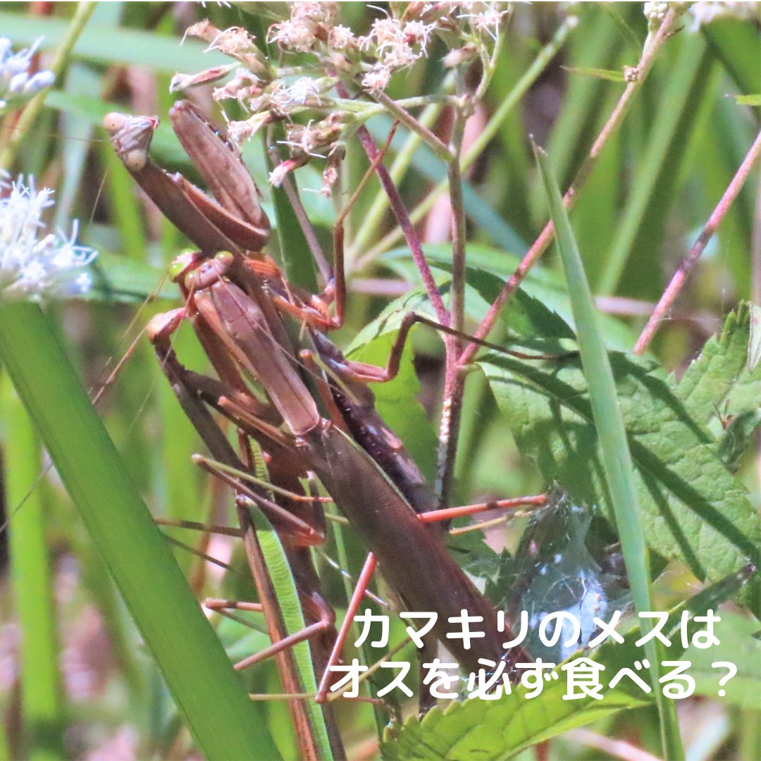 insectchobihige's tweet photo. 【カマキリのメスはオスを必ず食べるの？】 https://t.co/4jKAhQesPW