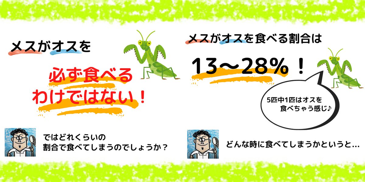 insectchobihige's tweet photo. 【カマキリのメスはオスを必ず食べるの？】 https://t.co/4jKAhQesPW