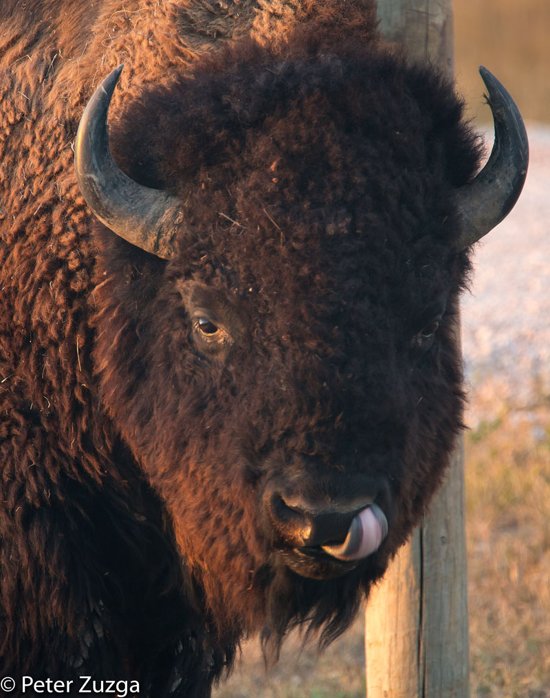 PeterZuzga's tweet photo. Bison can do some very odd things. At #sunset in Badlands #NationalPark in #SouthDakota today. #Bison #RoadTrip #NaturePhotography #wildlife #photography https://t.co/a6quLQkEi6