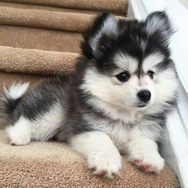 theIostpuppy's tweet photo. 🥺🥺🥺 @thebr0kenwings https://t.co/8wfmAvYt5Q