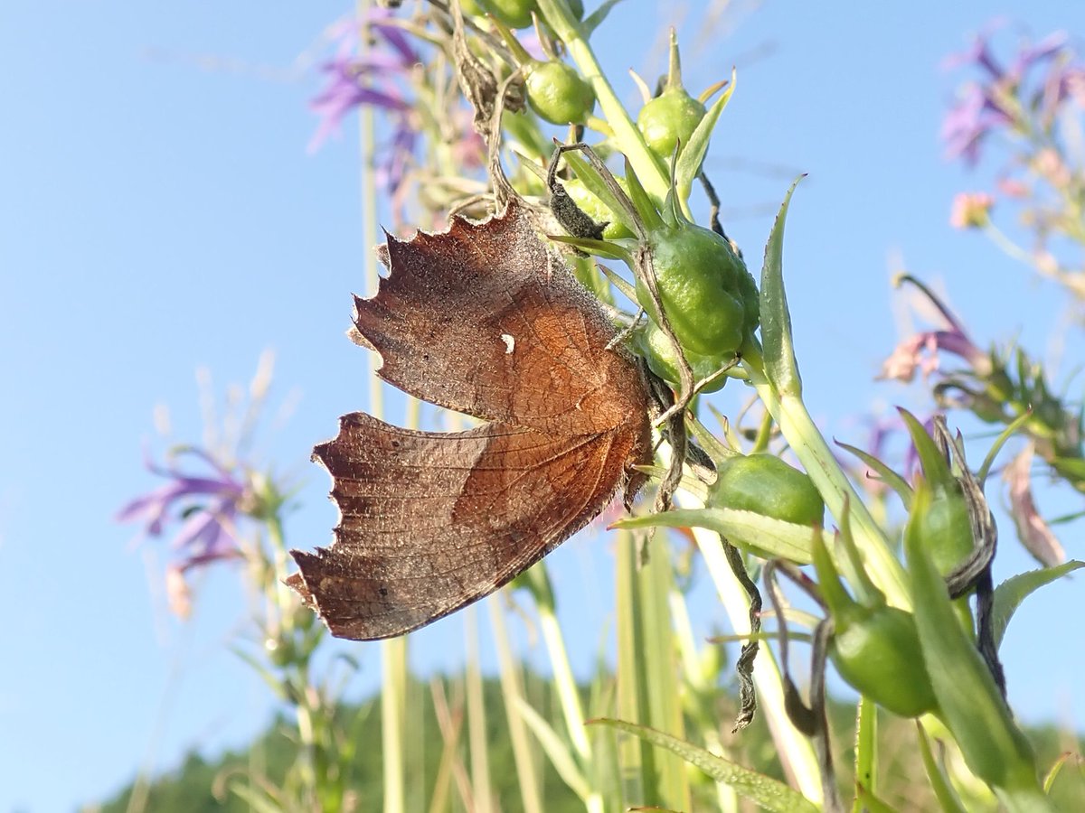 insectchobihige's tweet photo. キタテハの身体は落ち葉そっくりだね！
こりゃ落ち葉に紛れたら見つけられないよ！��
#キタテハ　#擬態　#昆虫観察 https://t.co/V0TFEpDm5B