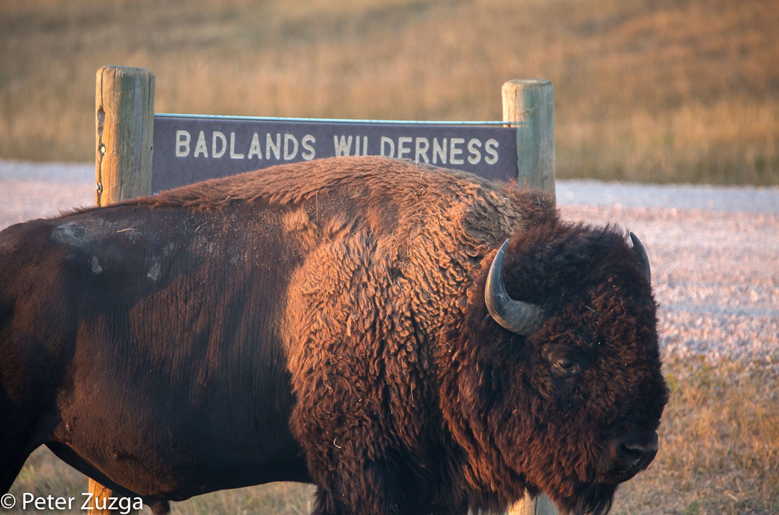 PeterZuzga's tweet photo. When the Bison stands in the perfect place for a photo? I love it when that happens. Badlands #NationalPark in #SouthDakota at #sunset today. #RoadTrip #Bison #NaturePhotography #wildlife #photography https://t.co/qrHspPu3HH