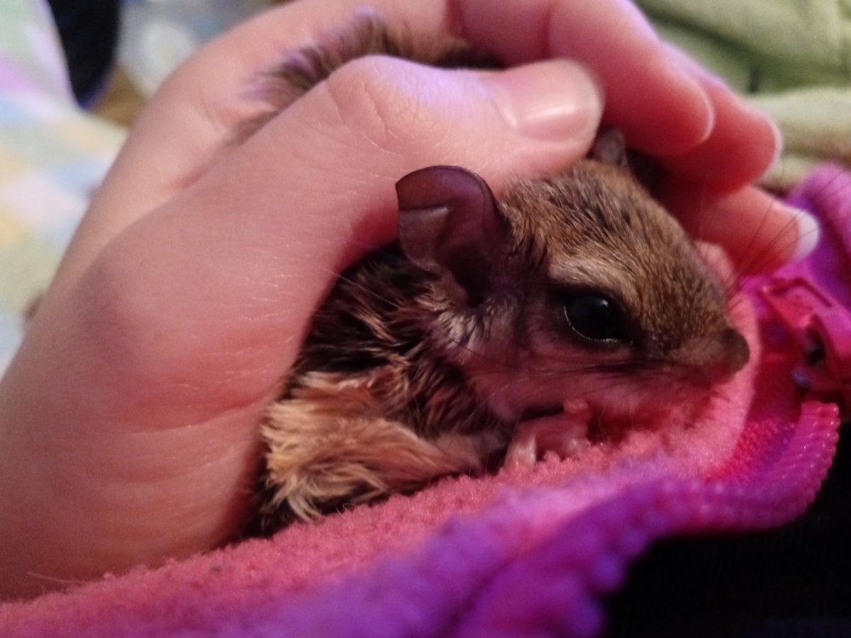 NiKKiNeVeRMORe's tweet photo. I just realized I haven't shown Twitter yet!
This is Icarus, aka Icky. He's a baby northern flying squirrel. The pet of my dreams for so long now! He's the sweetest little baby and I love him so much 💜💜💜 #petflyingsquirrel #northernflyingsquirrel #squirrel https://t.co/A8URKrTbFq