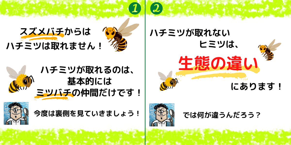 insectchobihige's tweet photo. 【スズメバチからハチミツは取れないの？】
#ハチミツ　#キイロスズメバチ　#スズメバチ　
#昆虫観察 https://t.co/bP3tmjHlKx